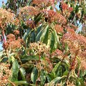 Photinia serratifolia fleur P16